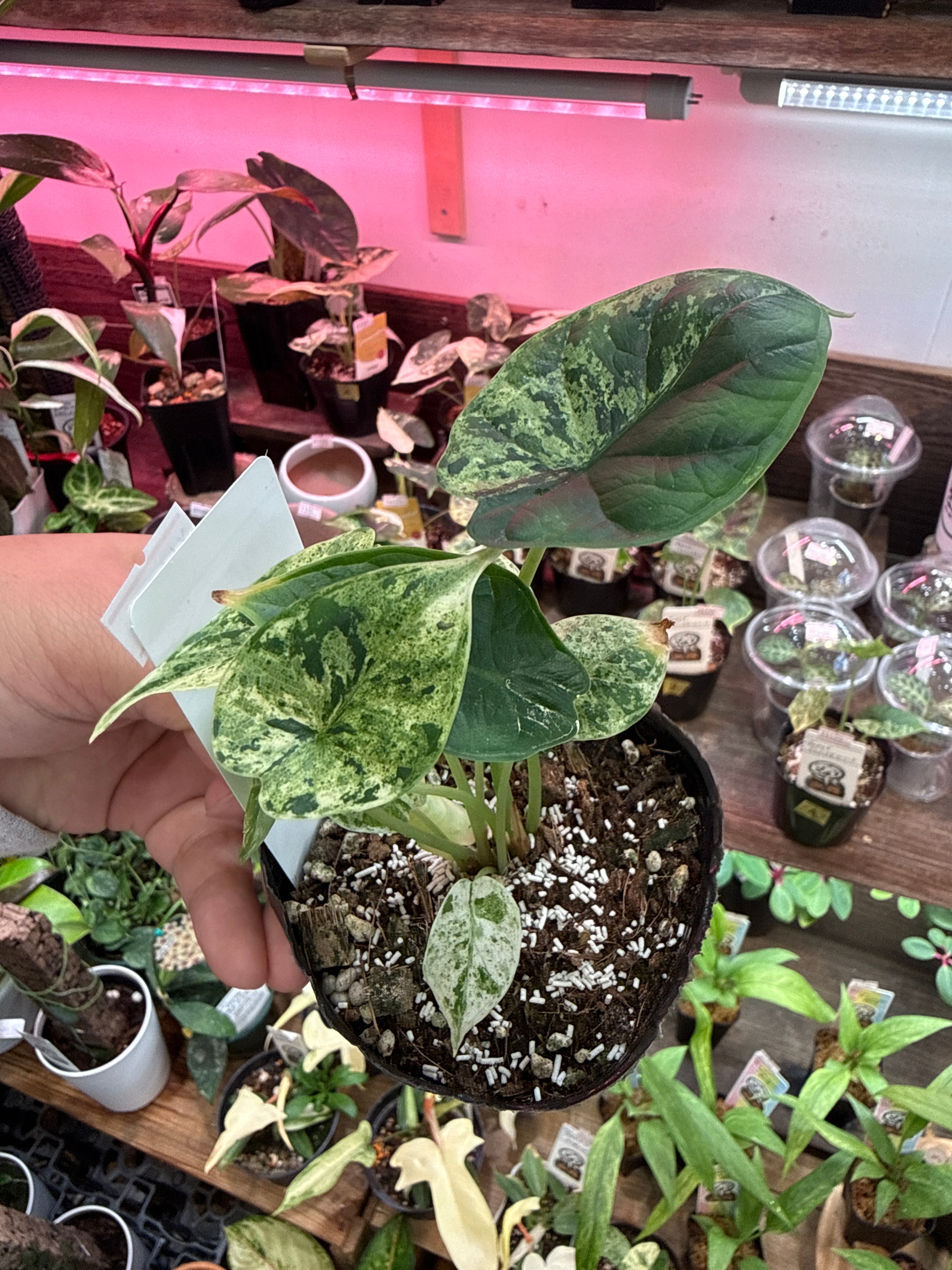 ①アロカシア ドラゴンスケールミント斑入り | Gardenえん 【観葉熱帯