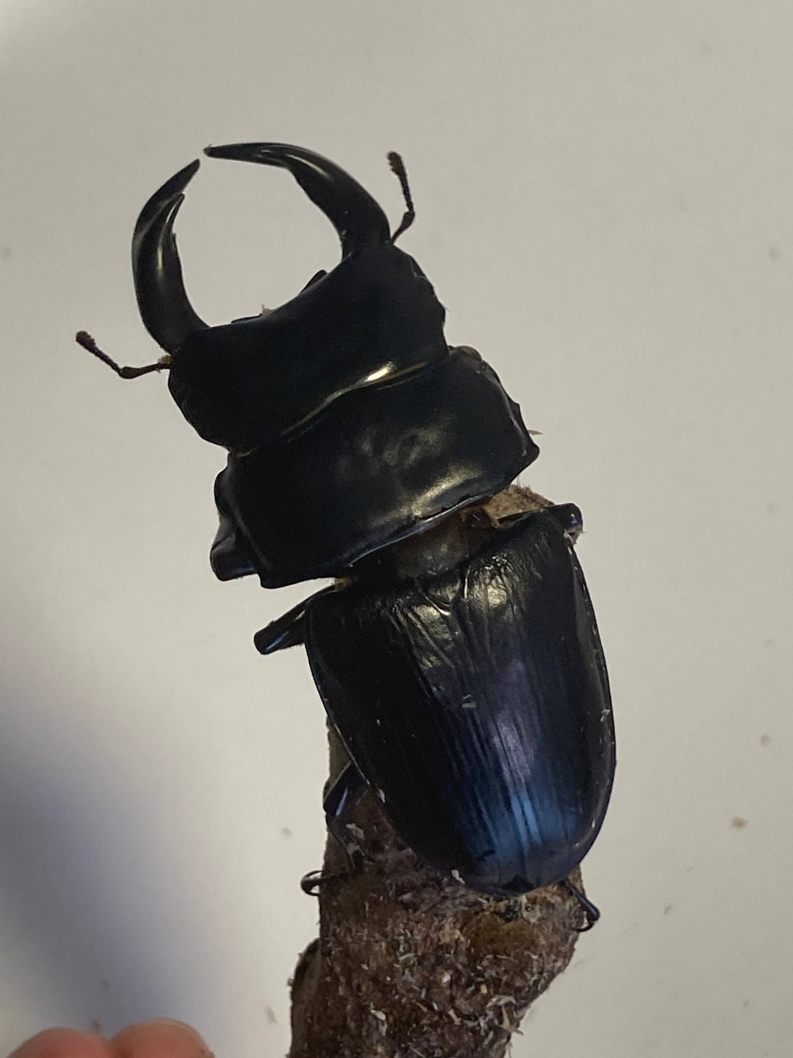 【46〇】　88.5ｍｍ　同腹　　久留米産　オオクワガタ　ペア　♂86ｍｍ　♀54ｍｍ ☆SALE☆超優良血統 久留米オオクワガタペア松野インセクト系