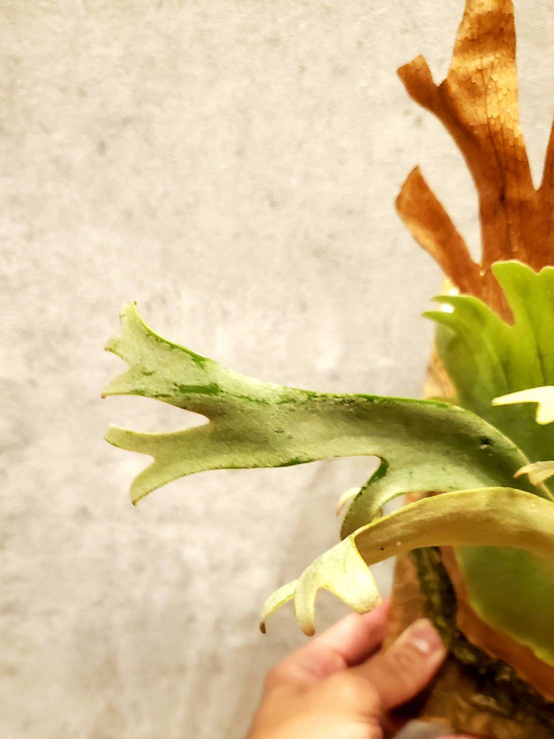 P.Willinckii cv. Yellow Moon(Pup) 【artPLANTs】ビカクシダ ...