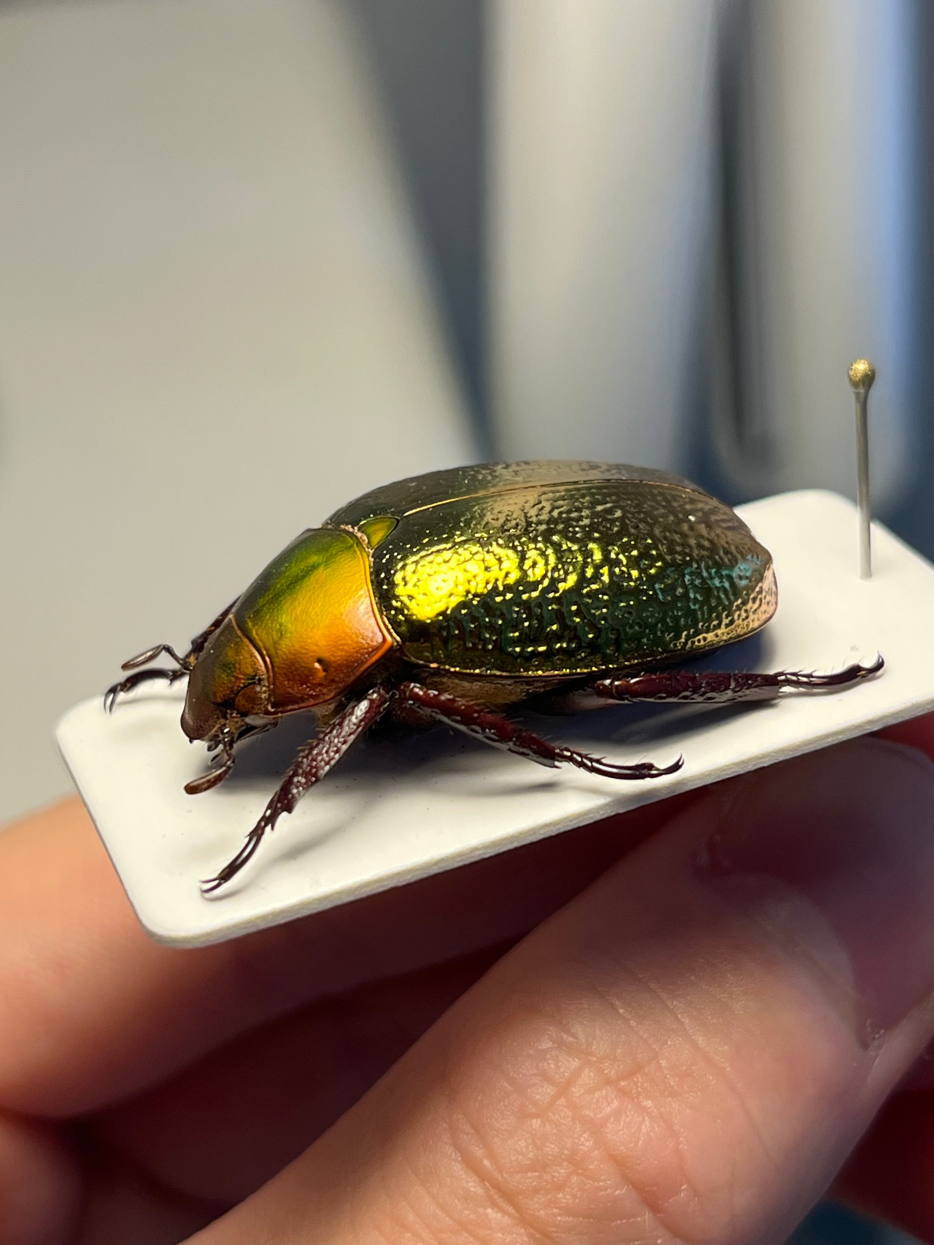 最新作】ボウカルディプラチナコガネ Chrysina boucardi GOLDform 頭が