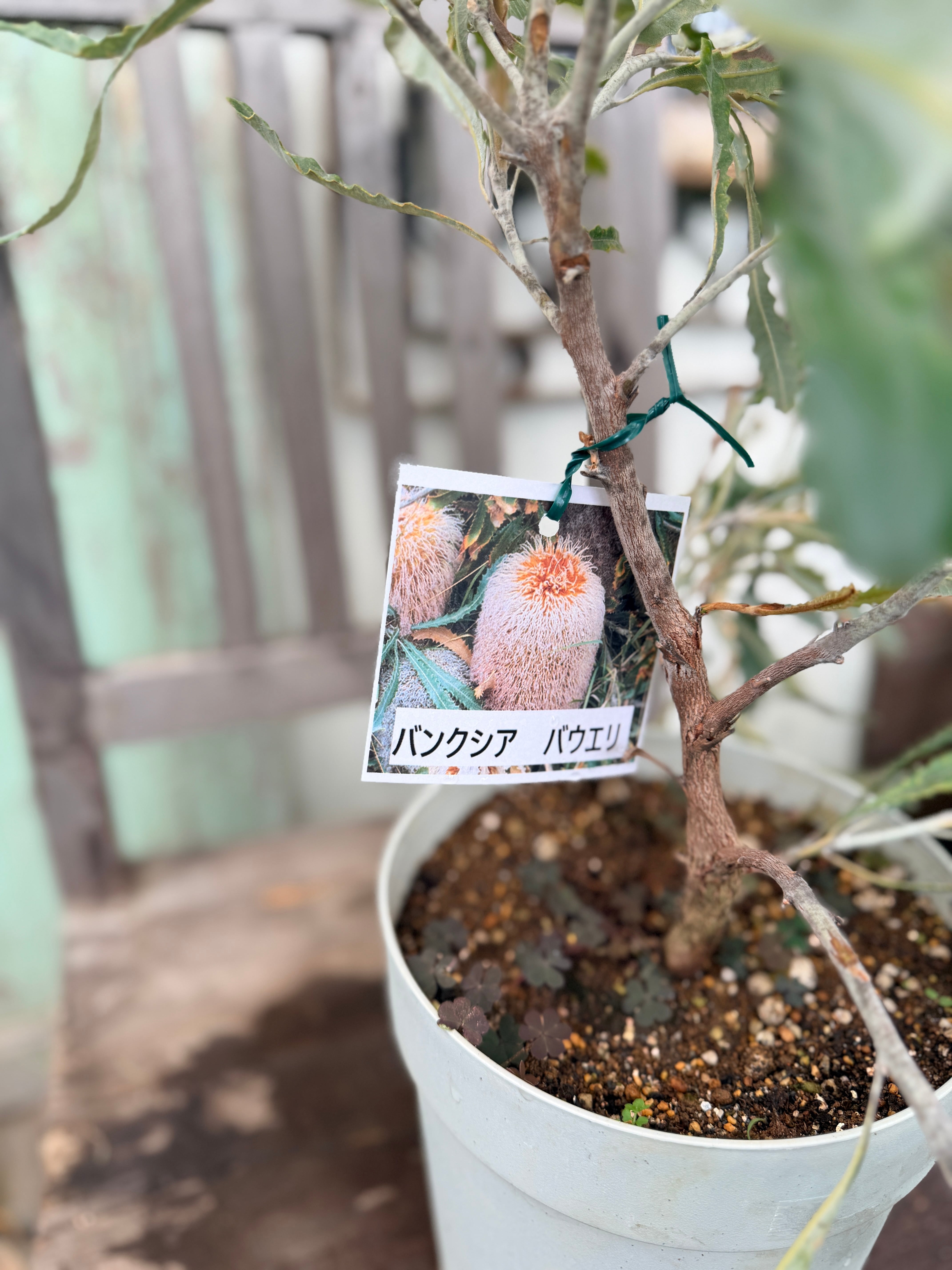 バンクシア バウエリ③ | 沼ノ上農園