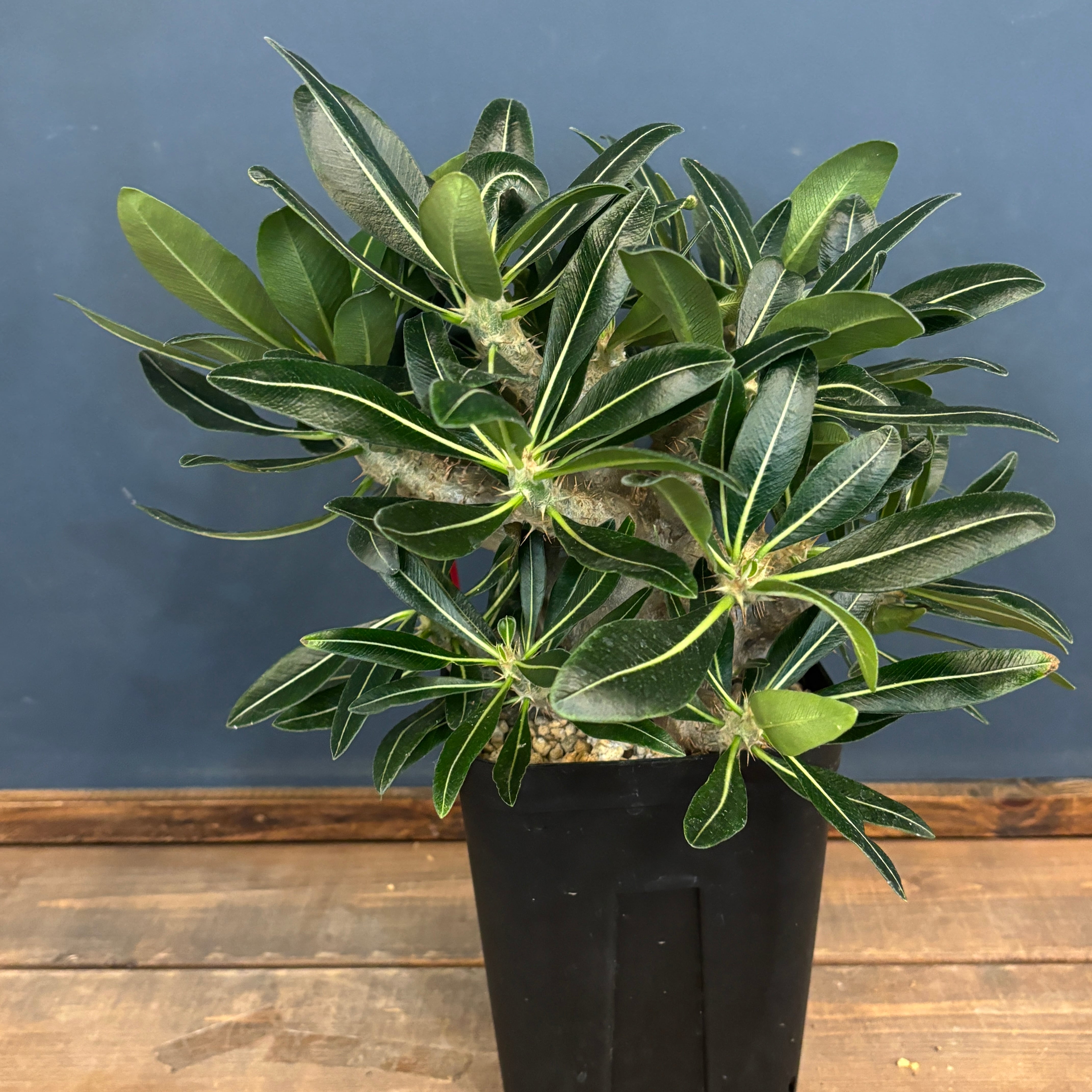 クリアランス】パキポディウム カクチペス【841】 | PROTOLEAF プロト