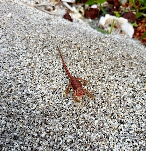 フトアゴヒゲトカゲ・ダークレッドトランス❶