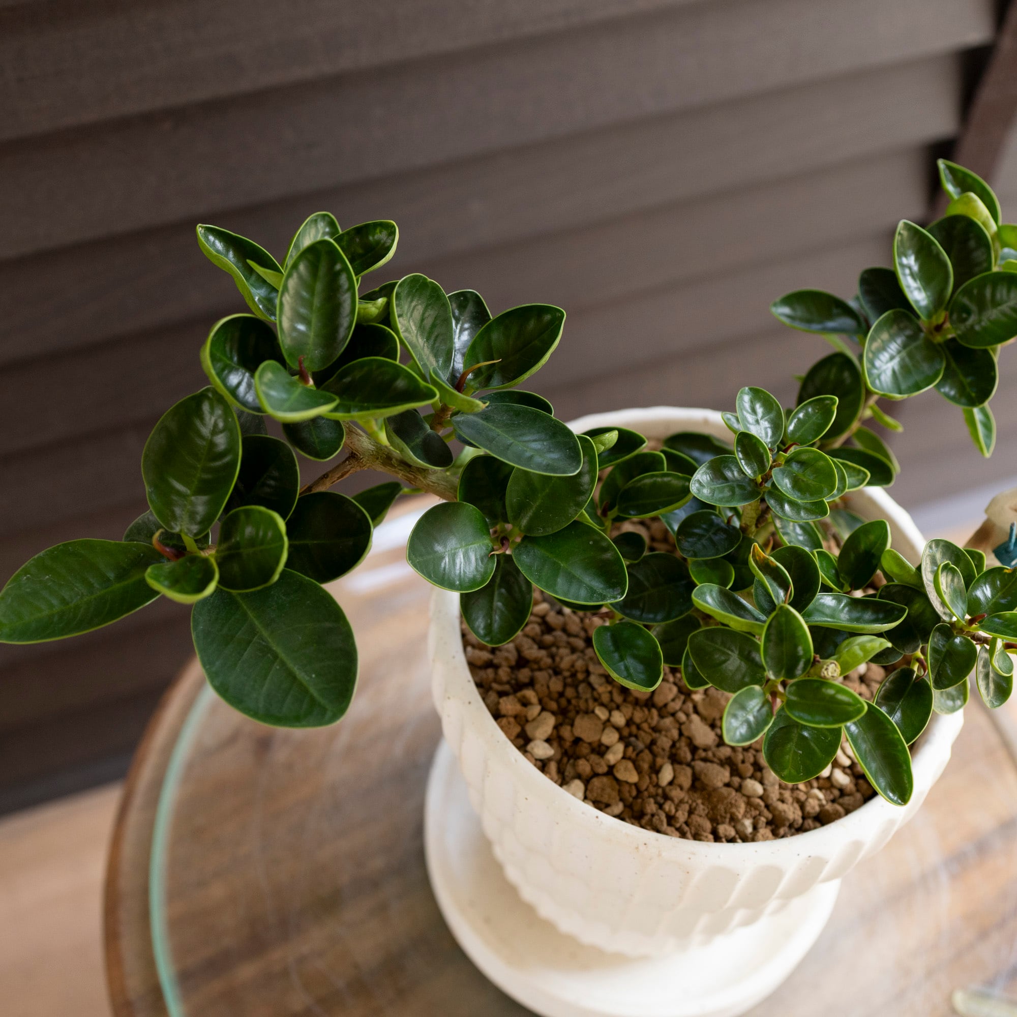 ドワーフタイプ パンダガジュマル 4号 陶器鉢 ピック付 観葉植物