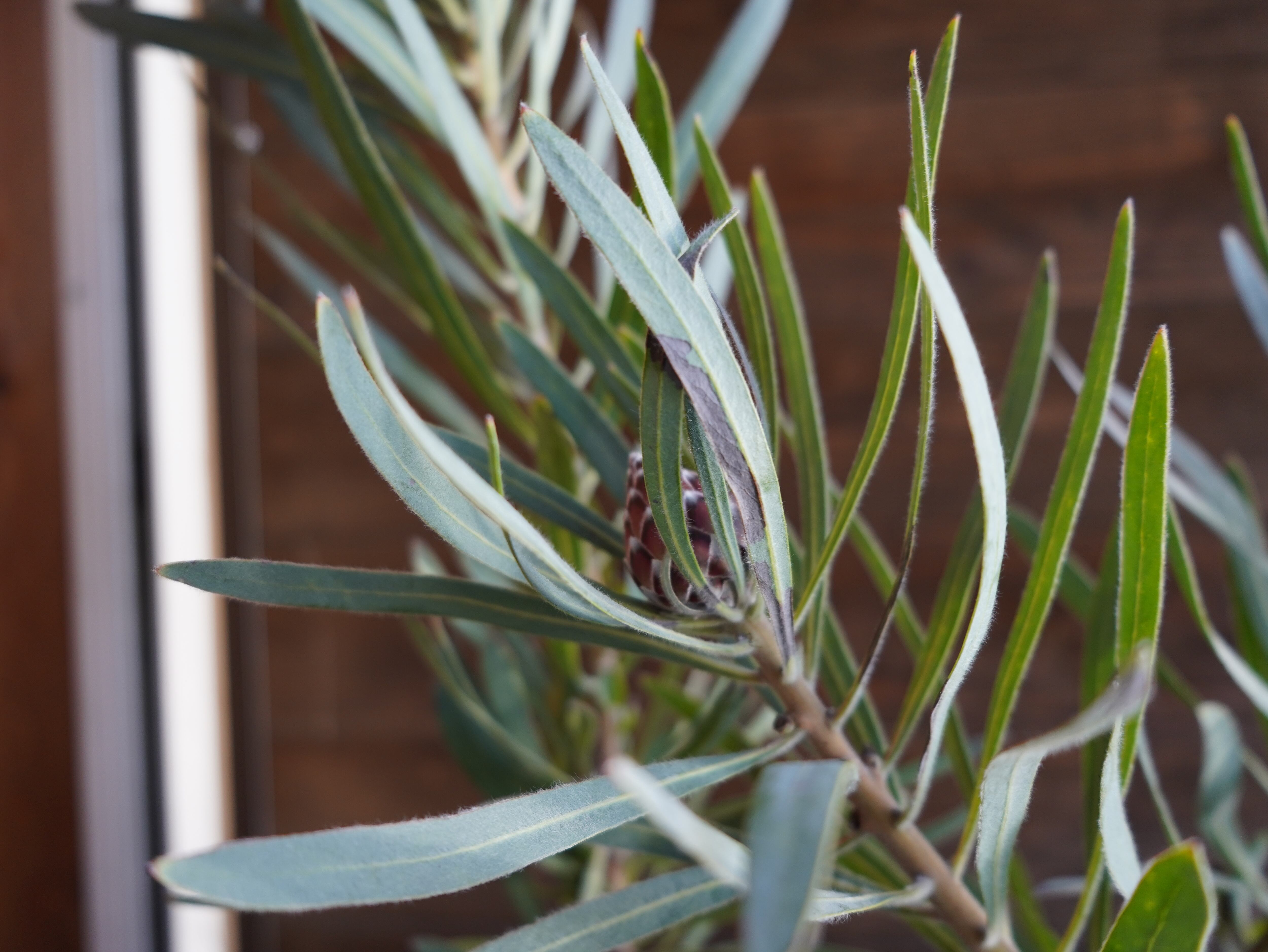 【現物】プロテア　”エクリプス”　A