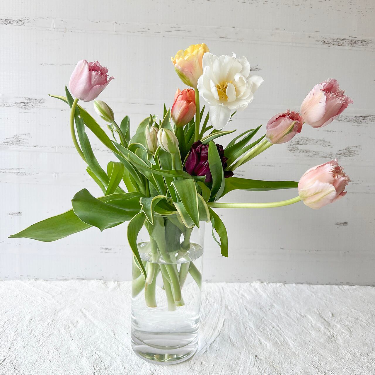 ワケあり チューリップ 50本〈富山県産〉☆規格外ですが、新鮮です