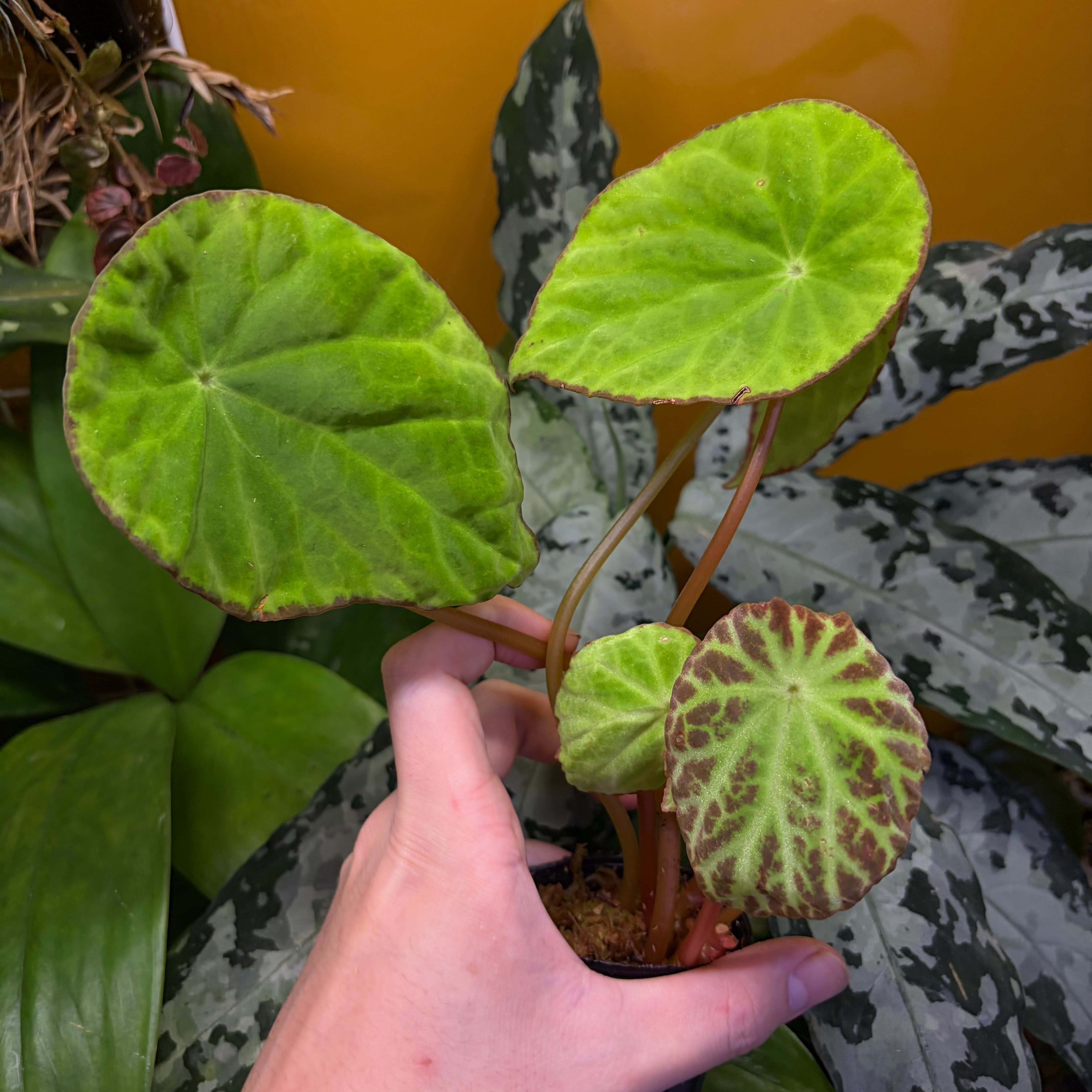 Begonia sp. Thailand Black 原種ベゴニア | 熱帯雨林植物専門店 トイ