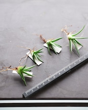 【日本最安値?!】 アルボピローサ Agave albopilosa