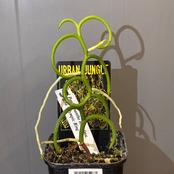 【新着3日限定10%OFF】【UJ】パピリオナンセ　テレス　オリンピックリング【1180】