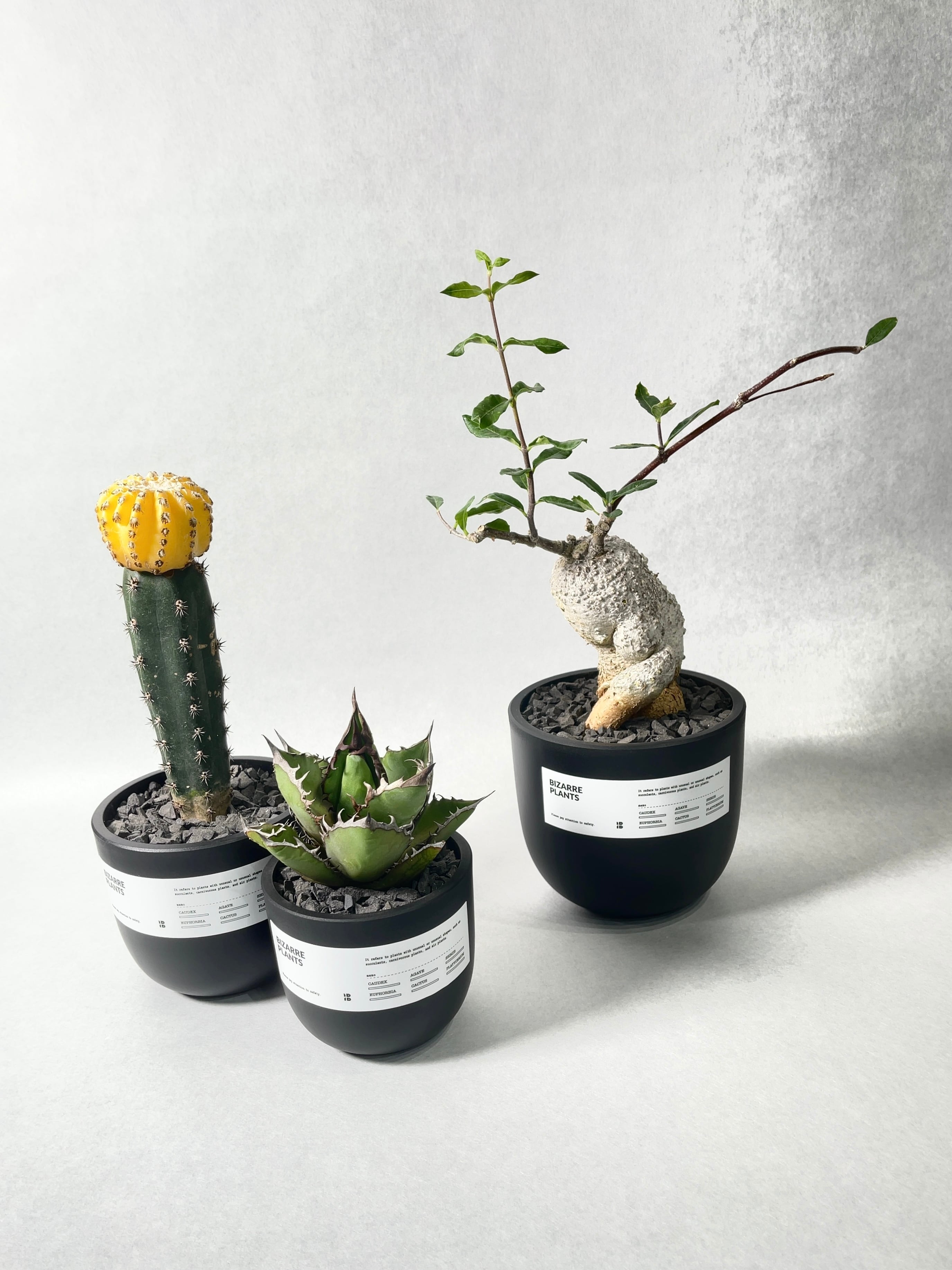 アガベ・ブラックファイヤー | trigger