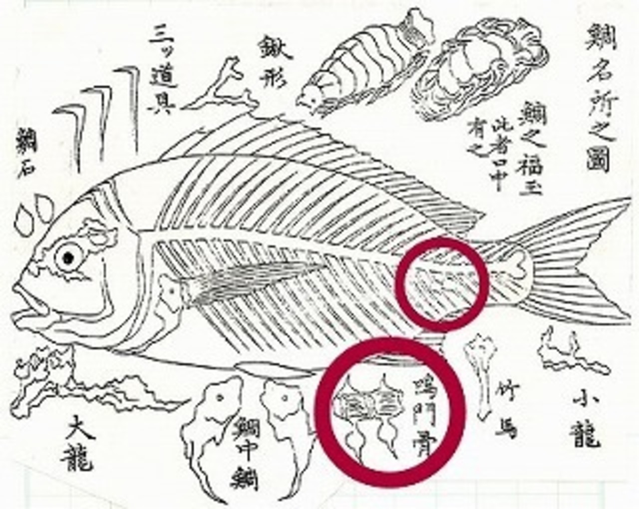 【別格】鳴門鯛/真鯛/天然/活締め/徳島県鳴門/3kg前後【生】【産地直送】