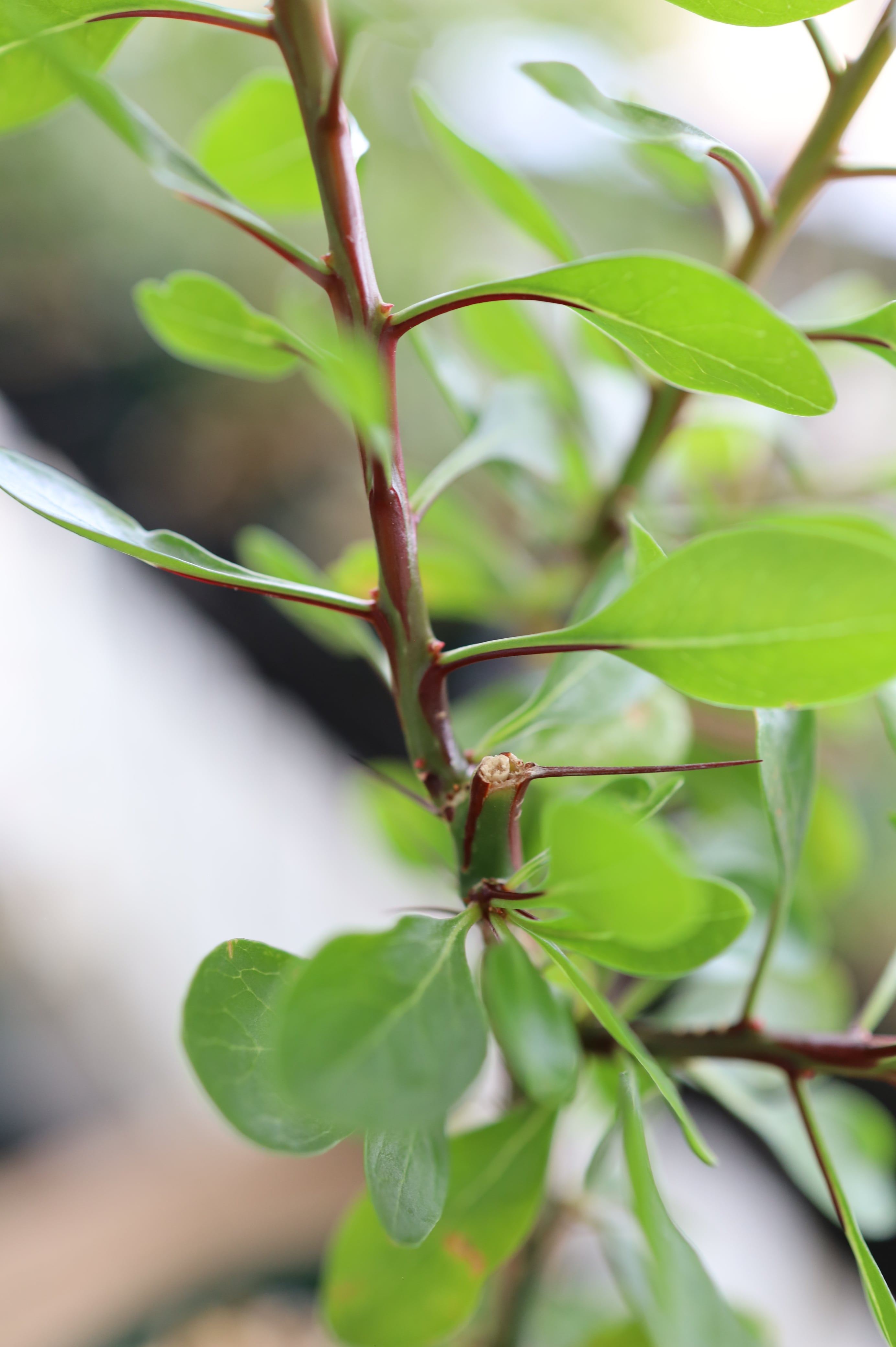 フォークイエリア・ファシクラータ | Fouquieria fasciculata _B