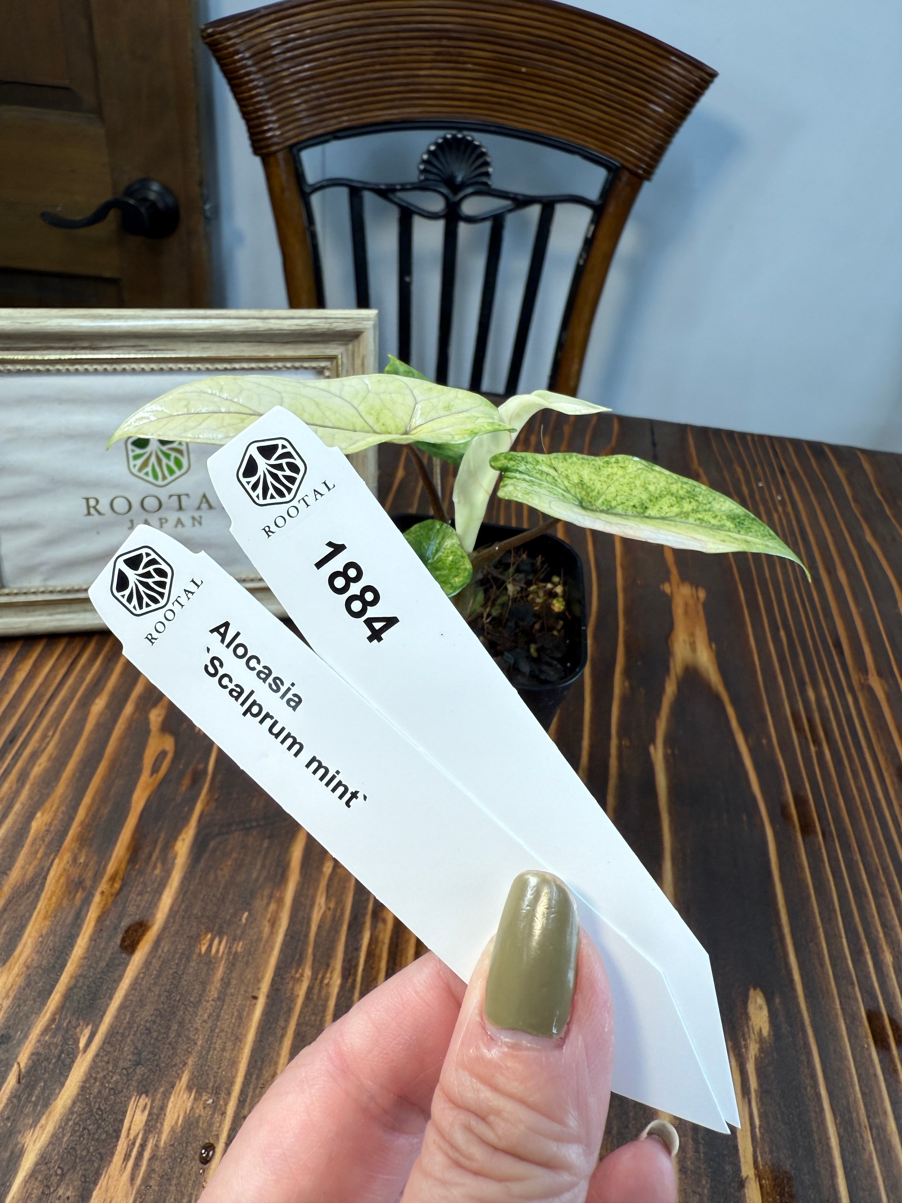★1884【希少種】アロカシア スカルプラム ミント(2.5号ロング硬質ポット)※送料無料(一部除く)少々葉傷みあり