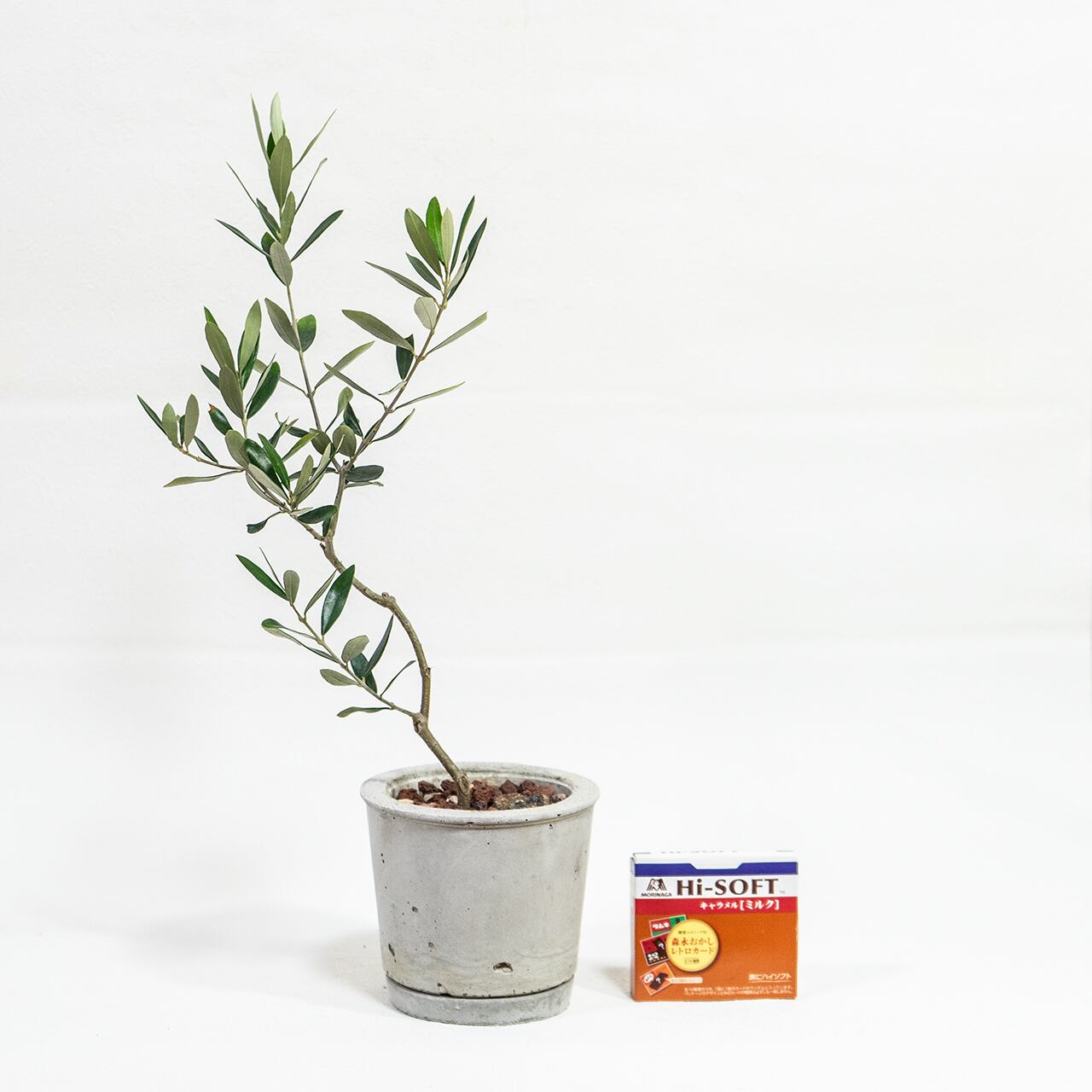 オリーブ・ネバディロブロンコ 涼しげな葉色と枝姿 風合いあるモルタル鉢仕立て