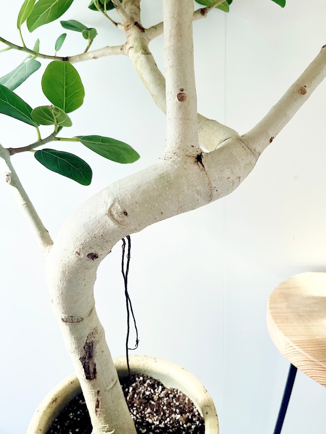 【Art Plants】彫刻のような樹形美 フィカス ベンガレンシス 一点もの  観葉植物 calm cafe