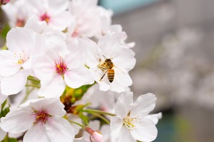 【2026年産新蜜】数量限定！　　　　銀座はちみつ　さくら蜜