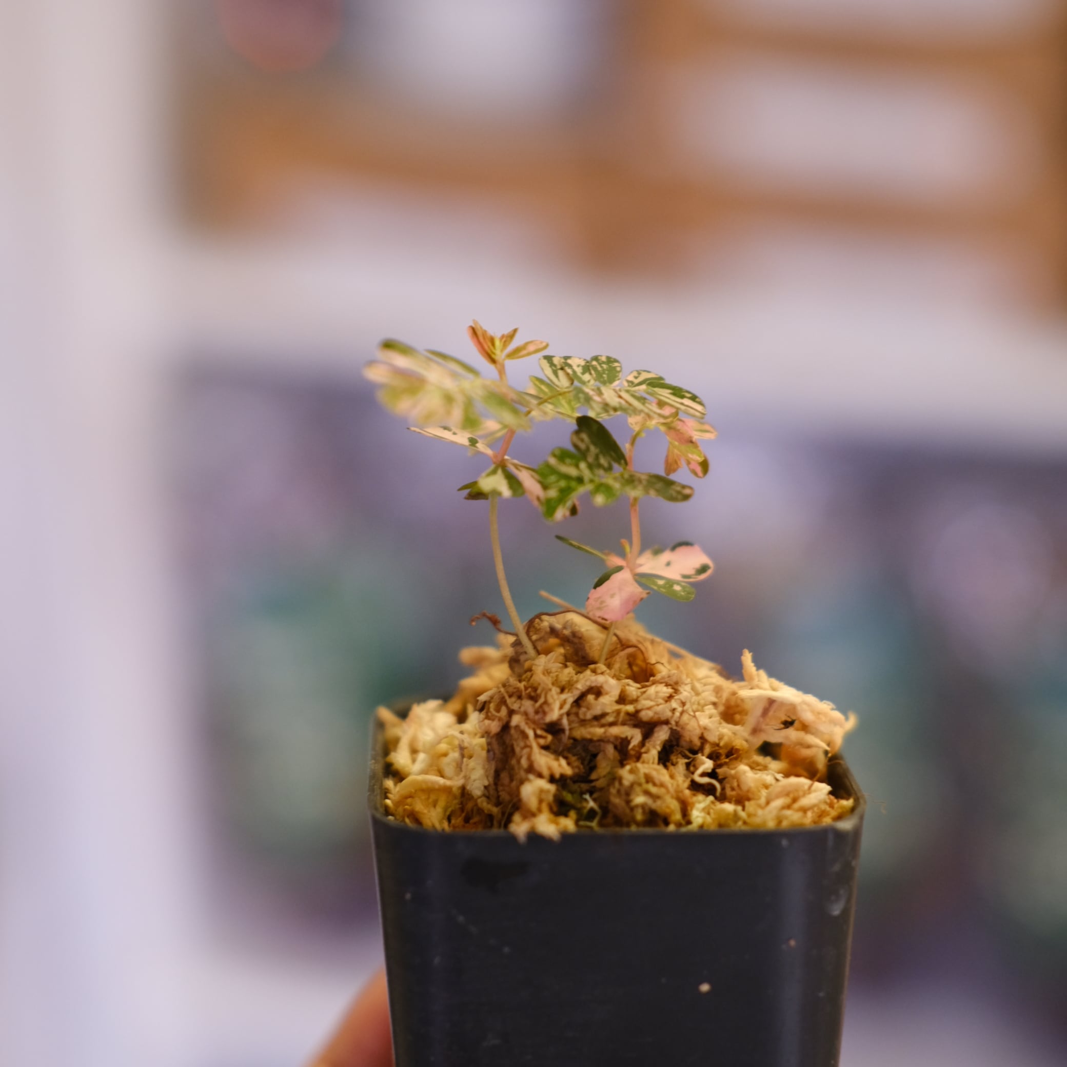 Phyllanthus urinaria 'Pink Variegated'│フィランサス・ウリナリア