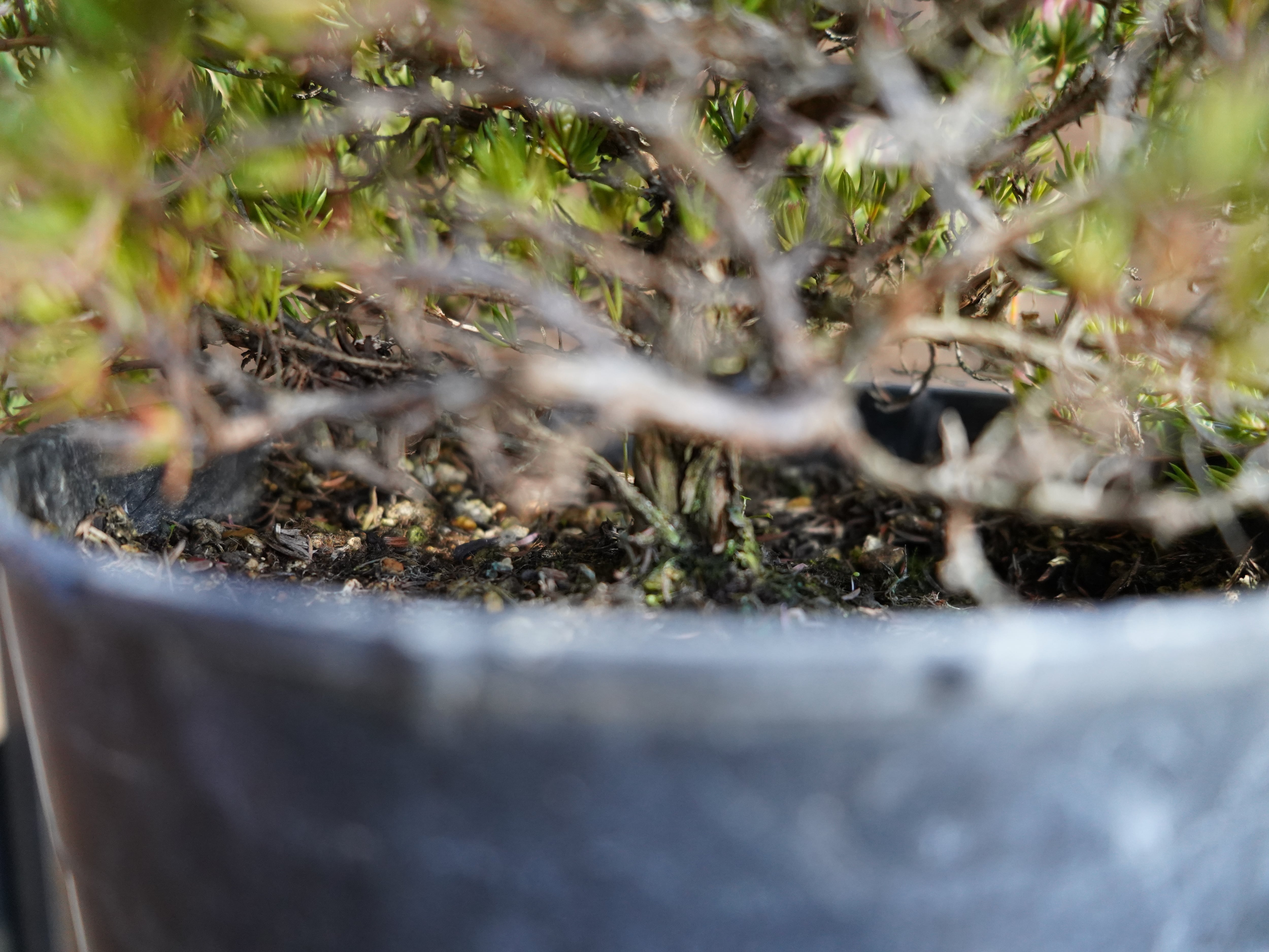 【現物】ダーウィニア "タクシフォリア"