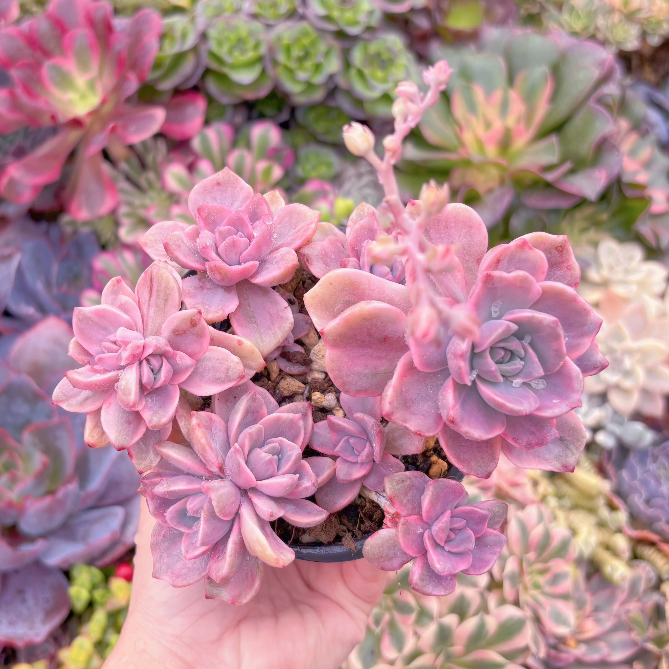 現品　リチャード錦#D07　大群生　るる農園