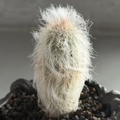 エスポストア・幻楽　Espostoa melanostele