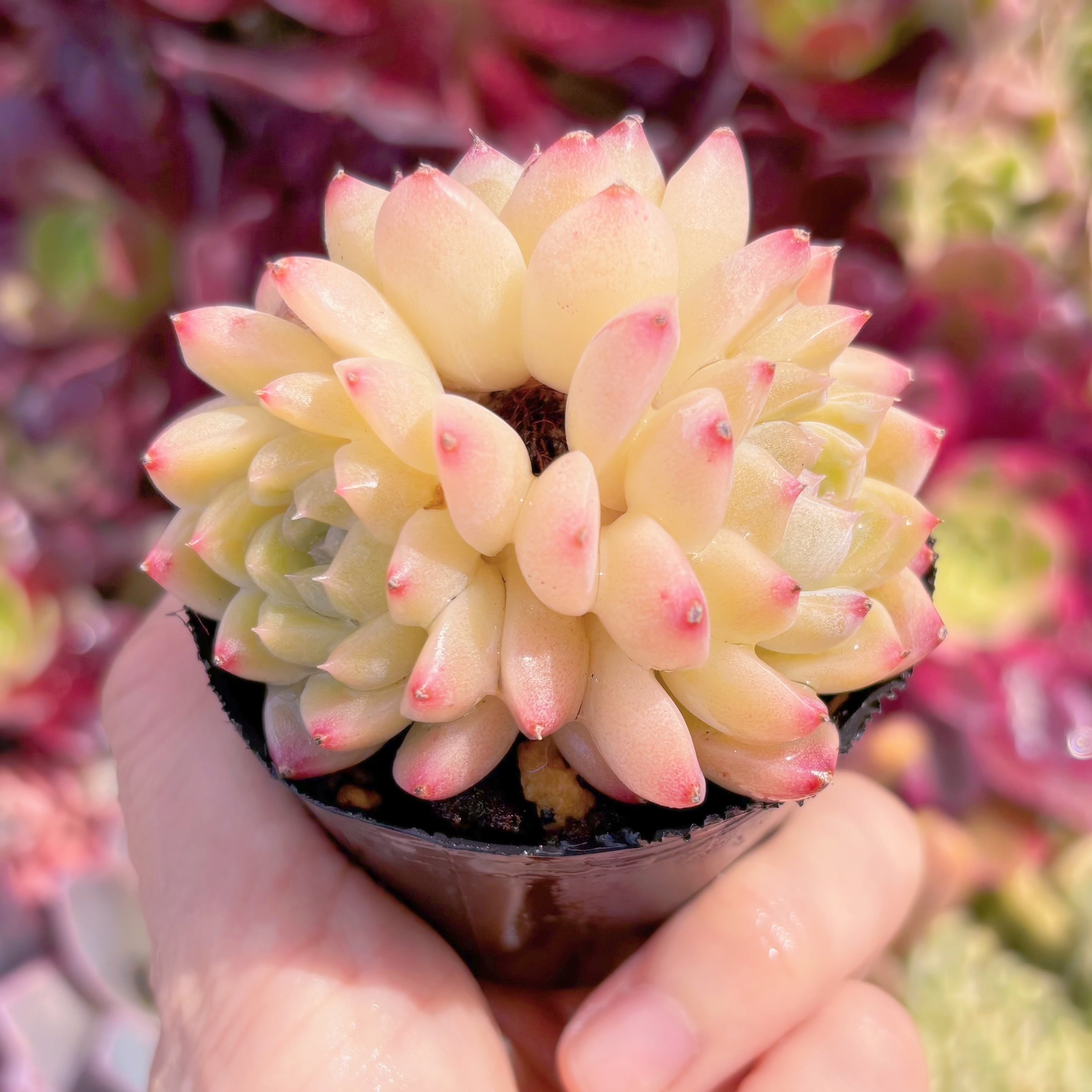 現品　桃ソーダ#230　るる農園