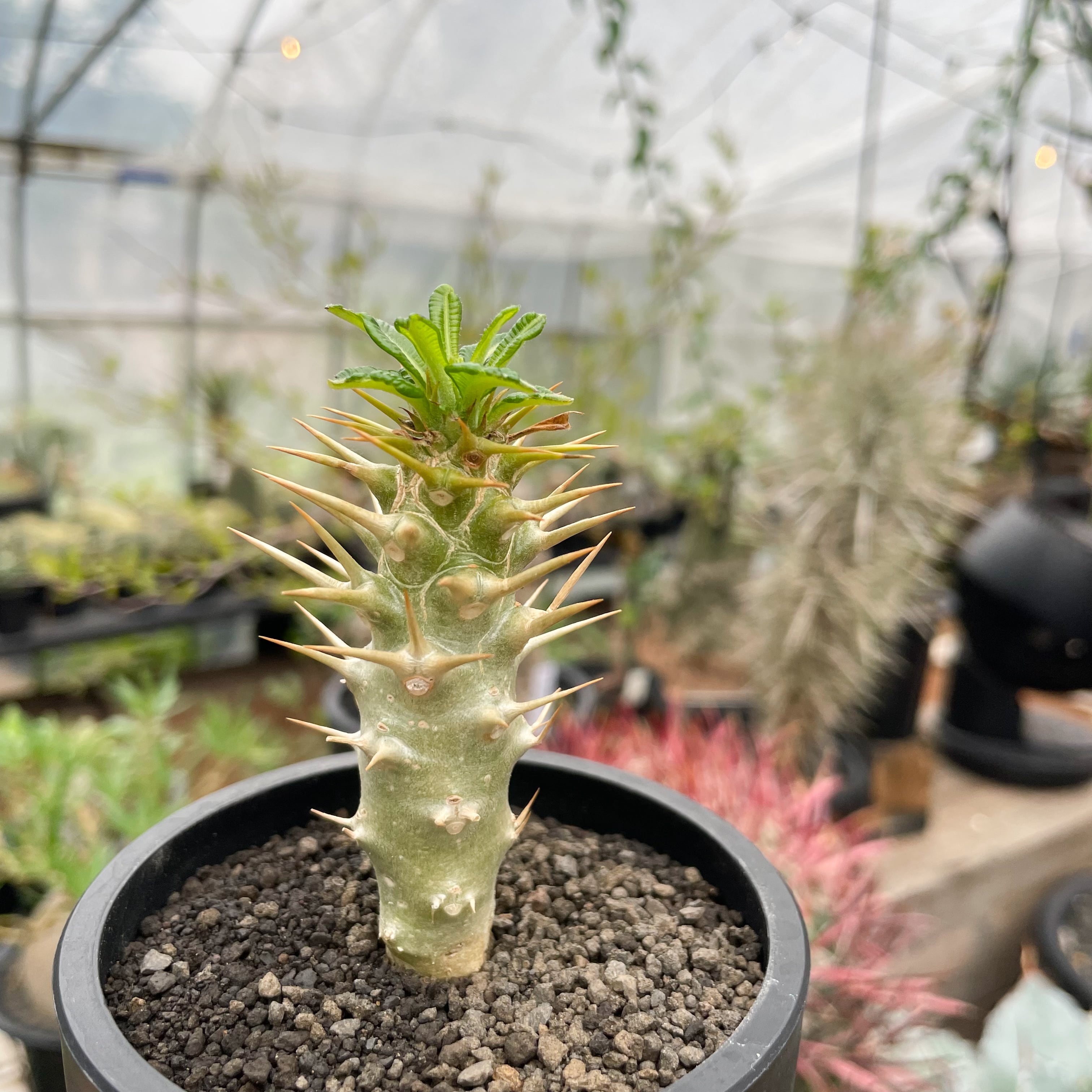 Pachypodium ambongense【パキポディウム・アンボンゲンセ・実生