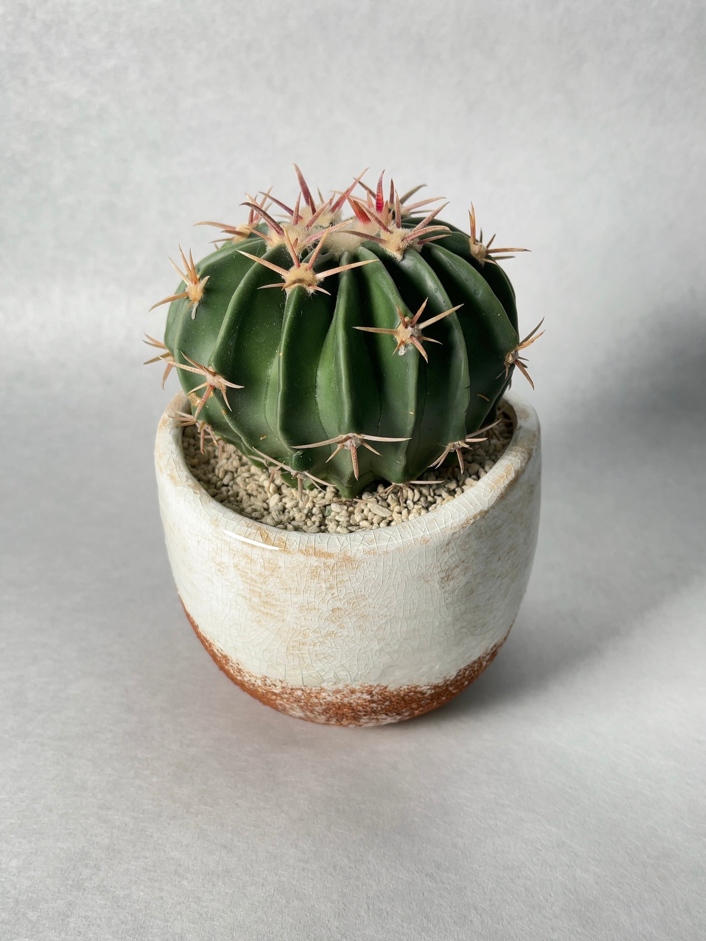 ホマロケファラ・短刺綾波 | trigger