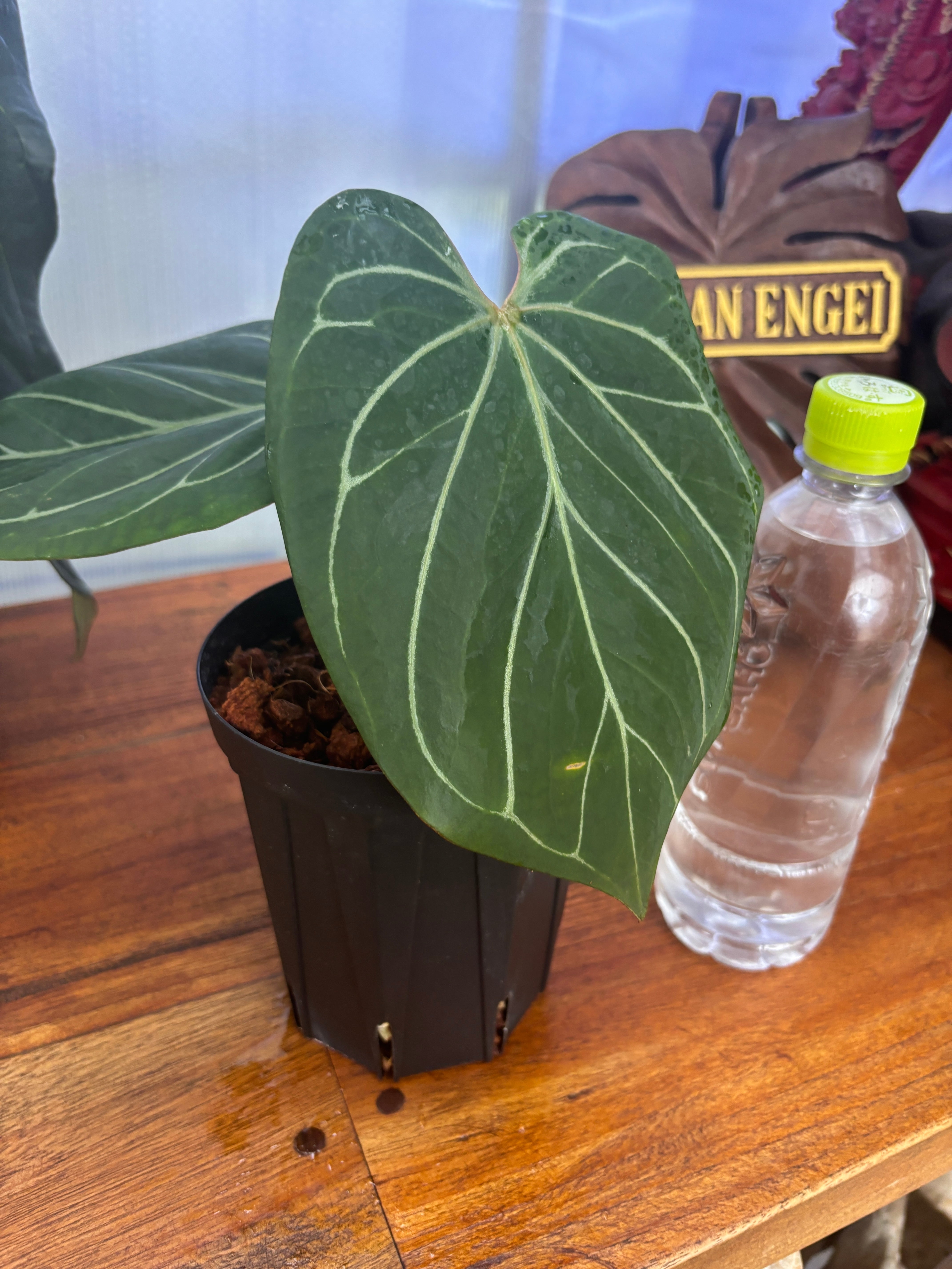 Anthurium | BALI-AN 園芸