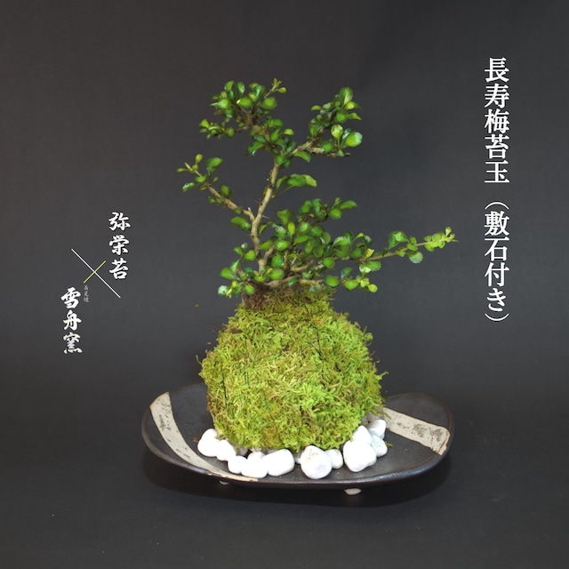 天然苔玉 × 苔玉の器 | 弥栄苔 本店