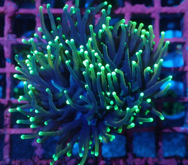 【素潜りセレクト】Euphyllia grabrescens"DragonSoulTorch"