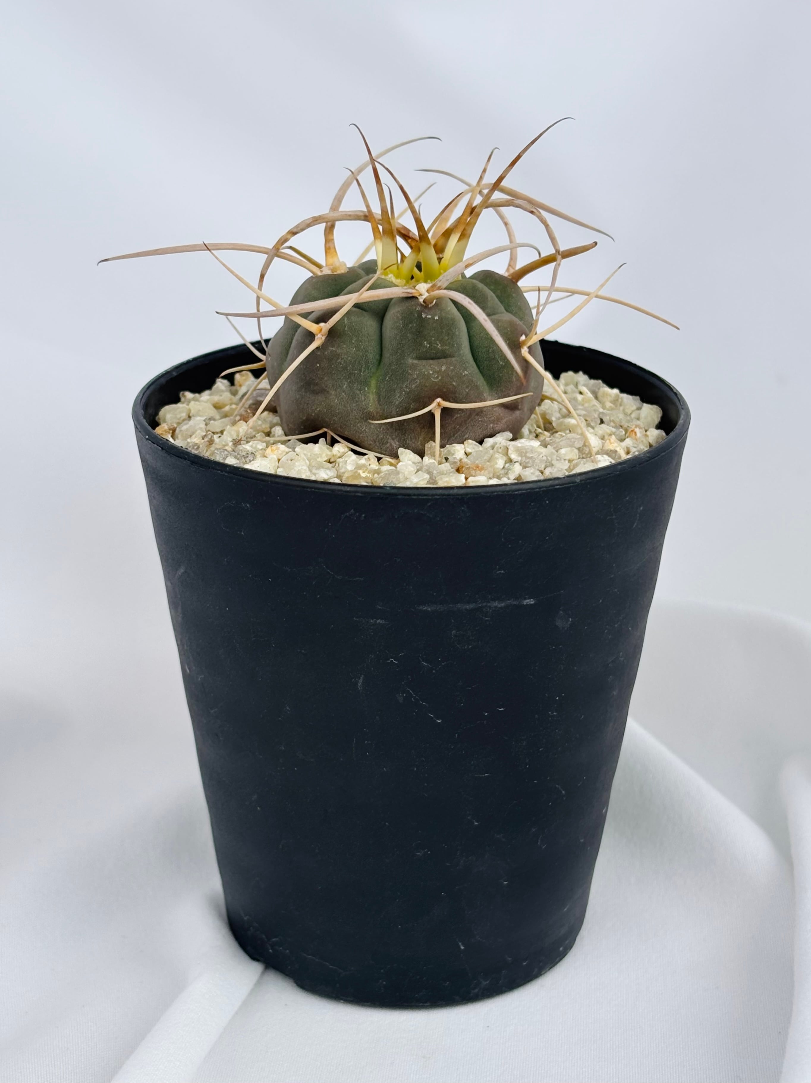 Gymnocalycium cardenasianum ギムノカリキウム 光琳玉 サボテン