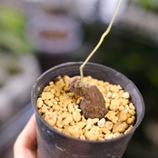 Stephania kaweesakii / ステファニア カウィーサキー⑮ / 観葉植物