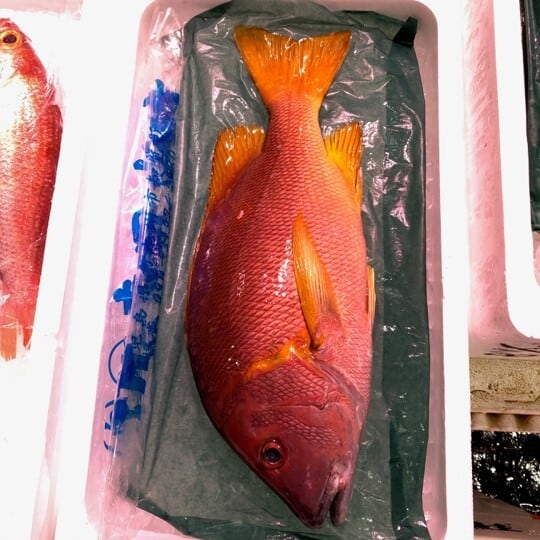 白星笛鯛（フエダイ）鹿児島県産 他 1尾1.5kg前後 シブダイ【フエダイ