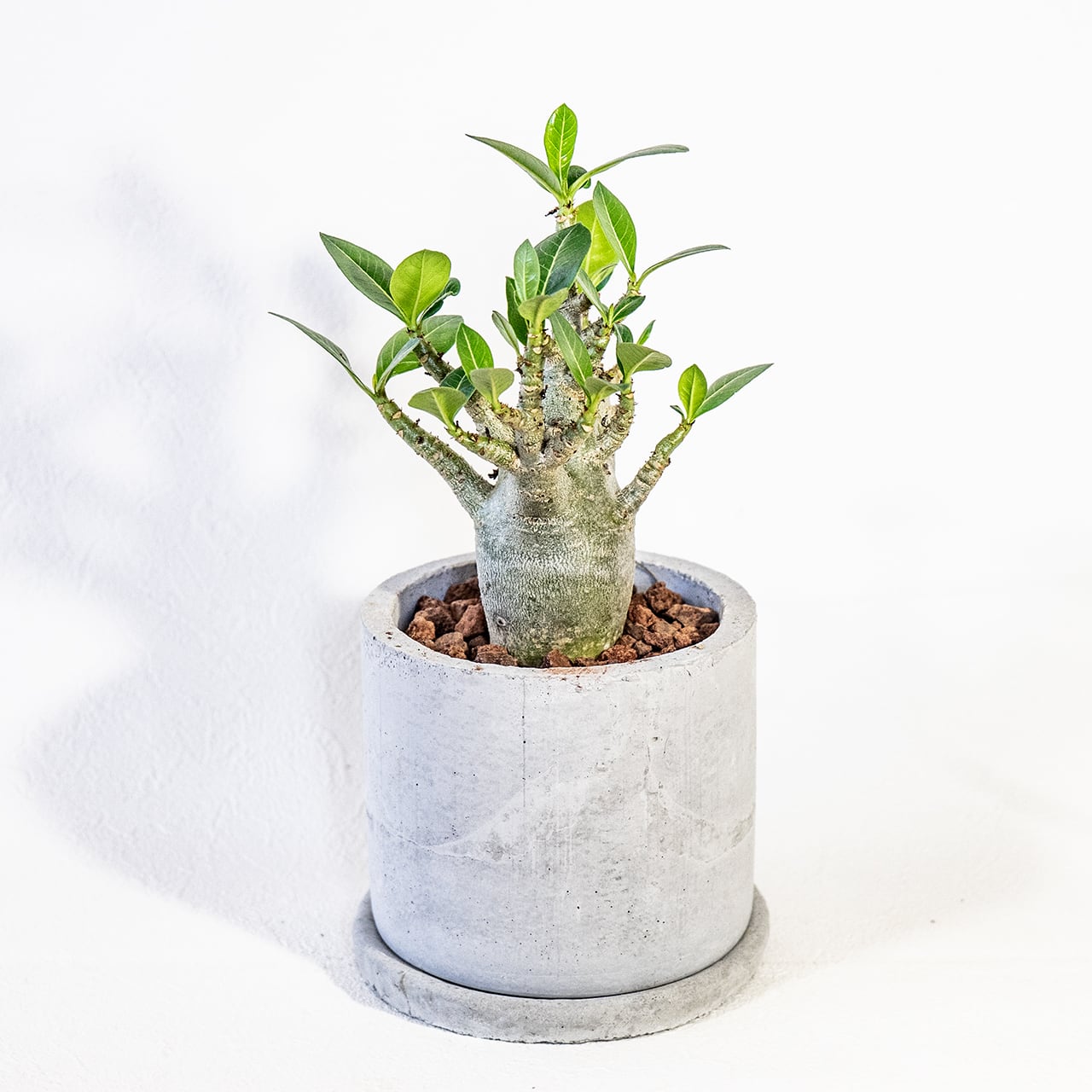【ぷっくり可愛い塊根植物】なめらかな幹から伸びる緑葉が美しいアデニウム・ドワーフ。手づくりモルタル鉢に植え込んだ一点物。虫発生抑制(全国一律送料850円)