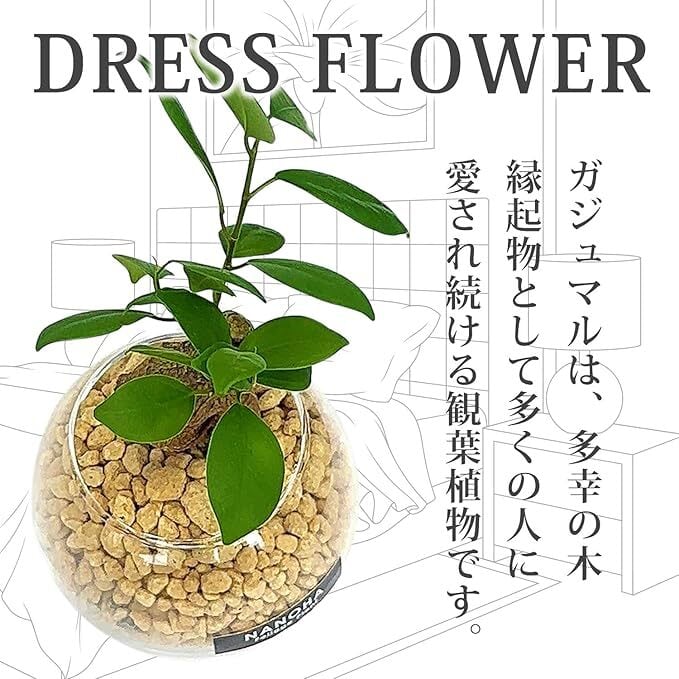 ガジュマル 無機質の土（丸容器） | インテリアグリーンショップ