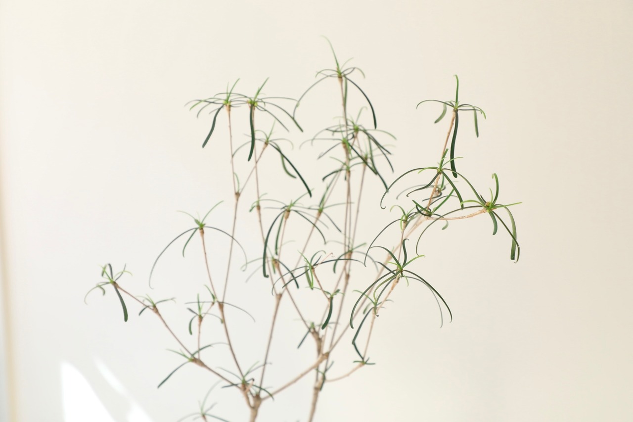ユーフォルビア ヘディオトイデス/Euphorbia hedyotoides 　※陶器鉢付き