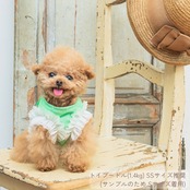 ＼新作／ 冷感メロンソーダハーネス