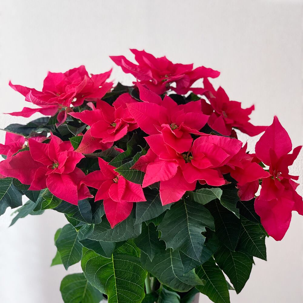 マルコウ種苗 萩原さんから届くポインセチア Princettia オペラ マルコウ種苗 萩原さん 送料込み よいはな Yoihana 最高品質のお花をお届けするネット通販