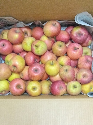 小玉サンふじりんご   不揃い品　６０サイズ箱