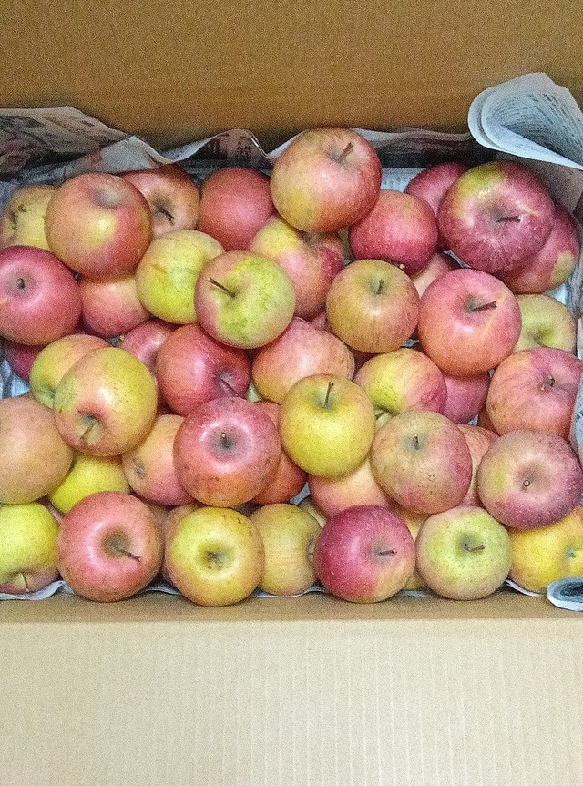 小玉サンふじりんご   不揃い品　６０サイズ箱