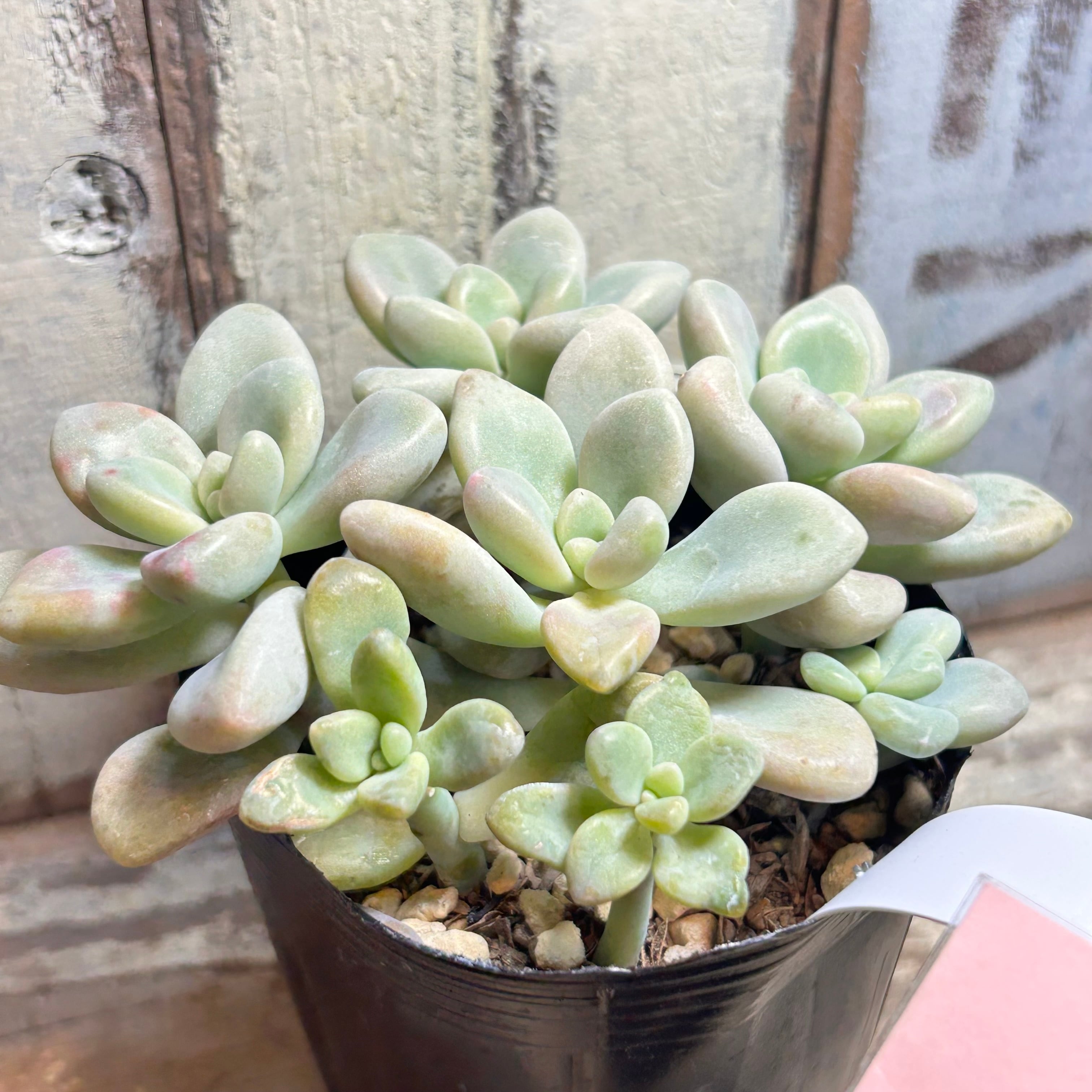 だるま秀麗 | RuPo 多肉植物専門店