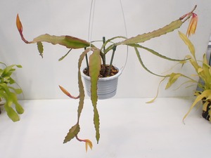 Epiphyllum hybrid 'Fruhlings Gold'　５号　吊り鉢　着脱受け皿付き