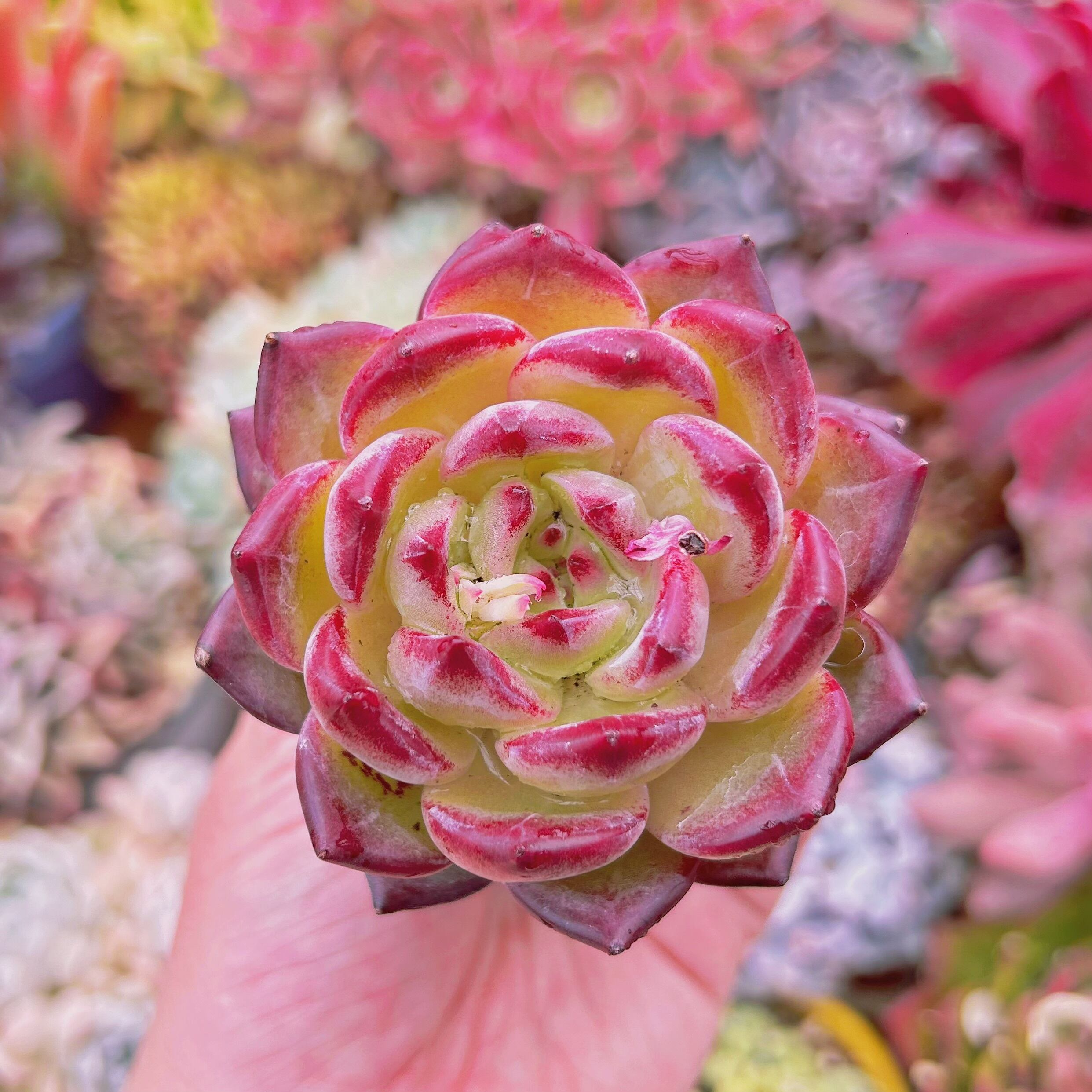 多肉植物　 Echeveria   新品種　ルビンxシャンペーン