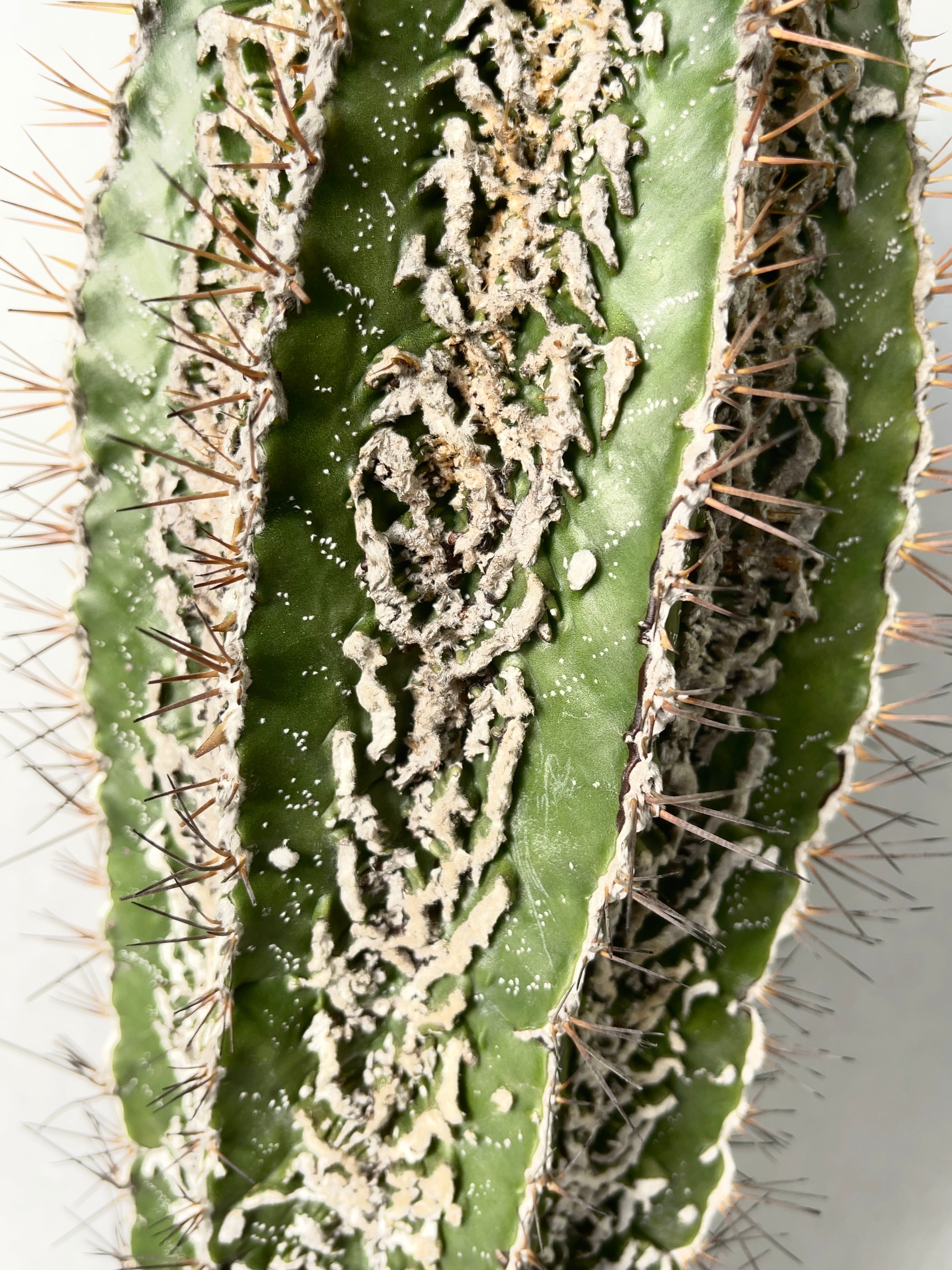 アストロフィツム・白条複隆般若 | trigger