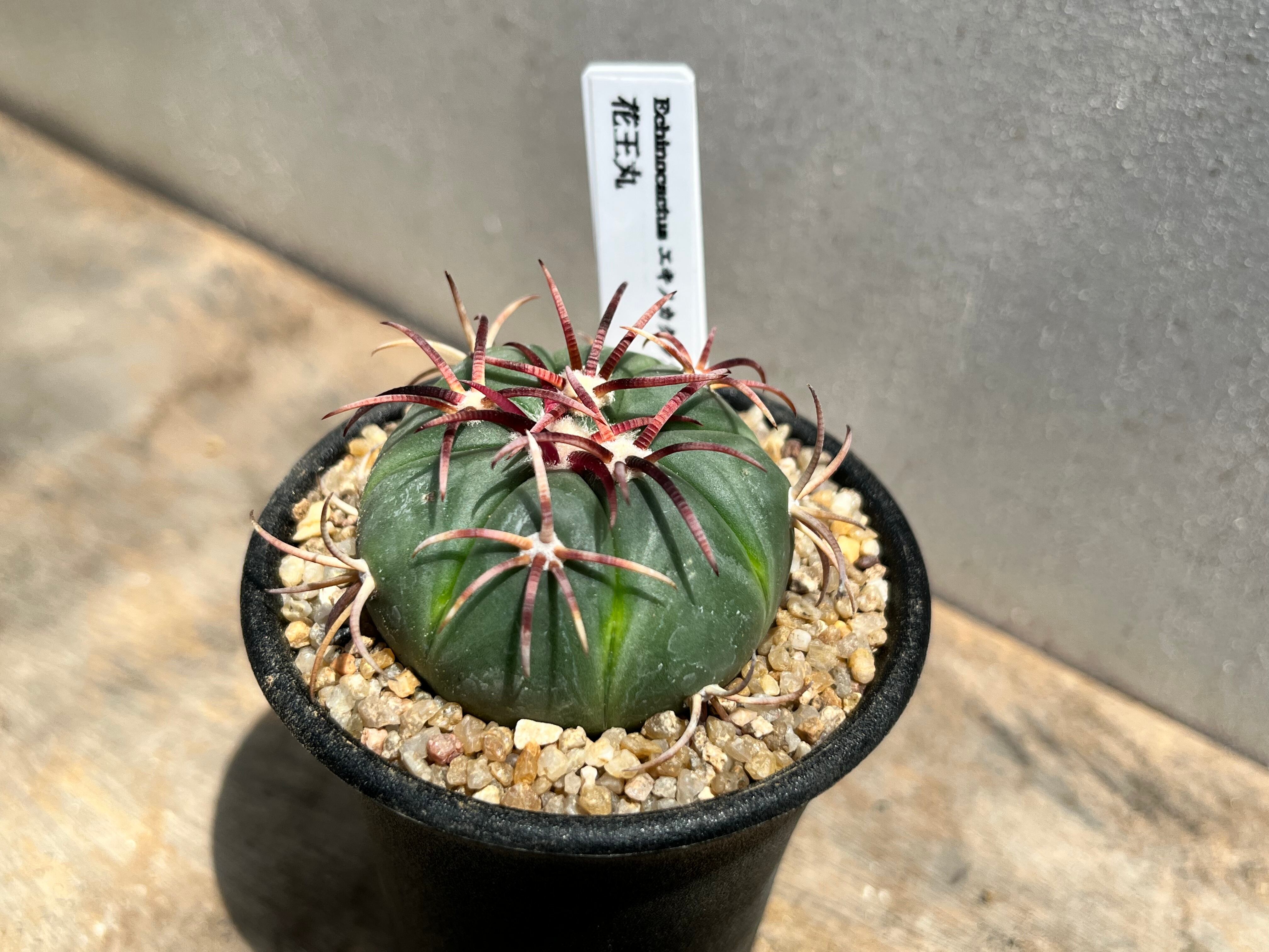 Echinocactus horizonthalonius エキノカクタス 花王丸 カキコ