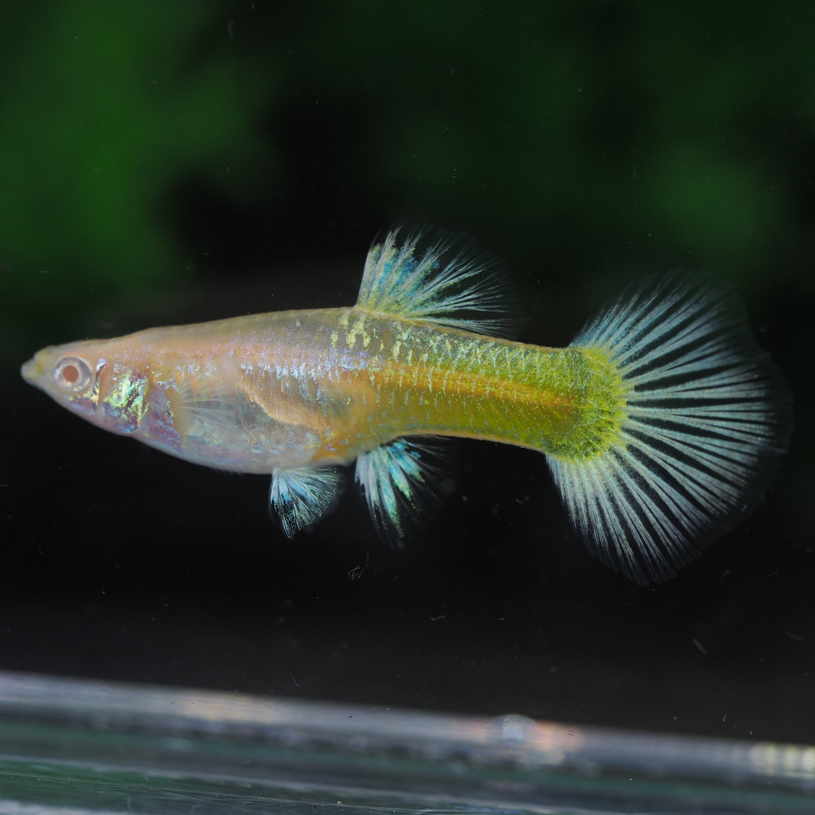 レッド ドラゴン リッボン グッピー