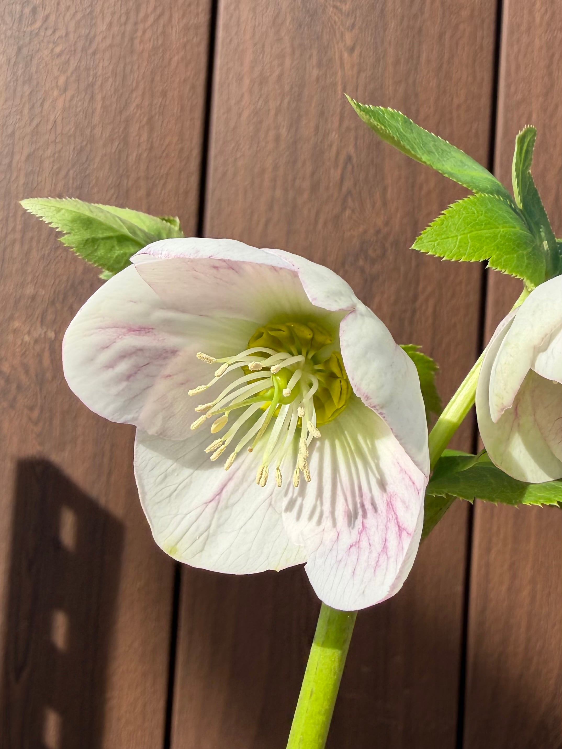 パステリッシュストレイン 大和園 クリスマスローズ【Ya09】送料無料