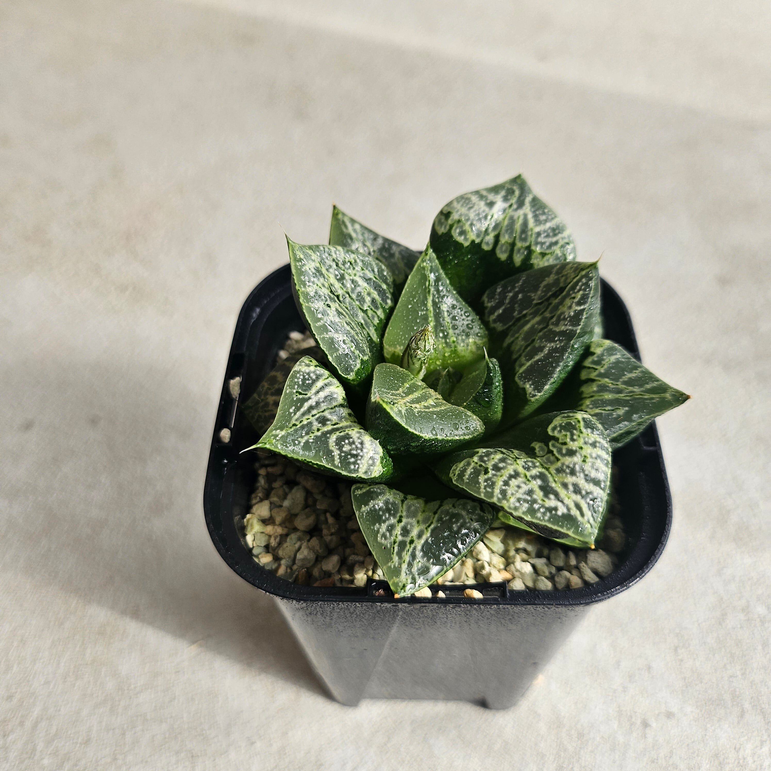 フィロデンドロン ビレッティア 斑入り 大株【激レア】Philodendron