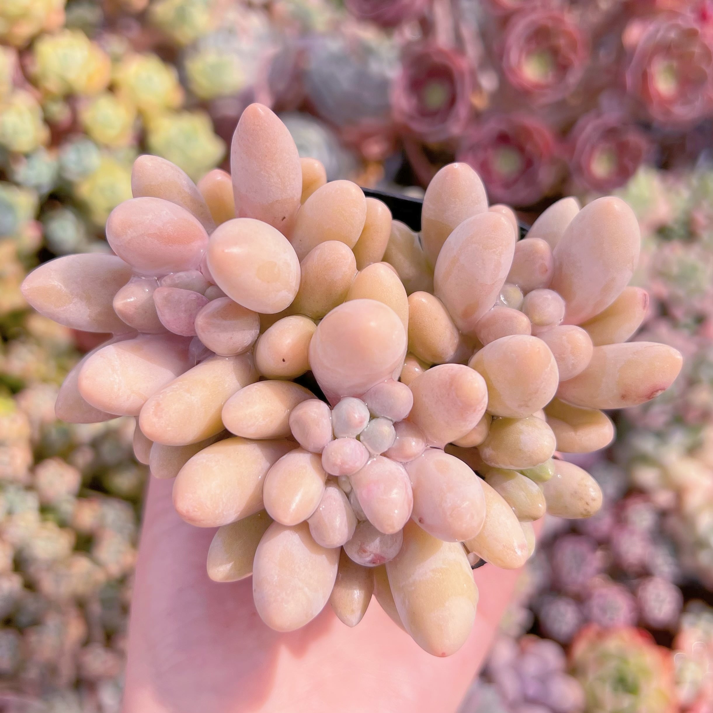 現品　タマゴチーズ#E15　るる農園