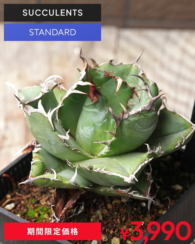 抜き苗 アガベ チタノタ 白鯨 Agave titanota 'Hakugei'